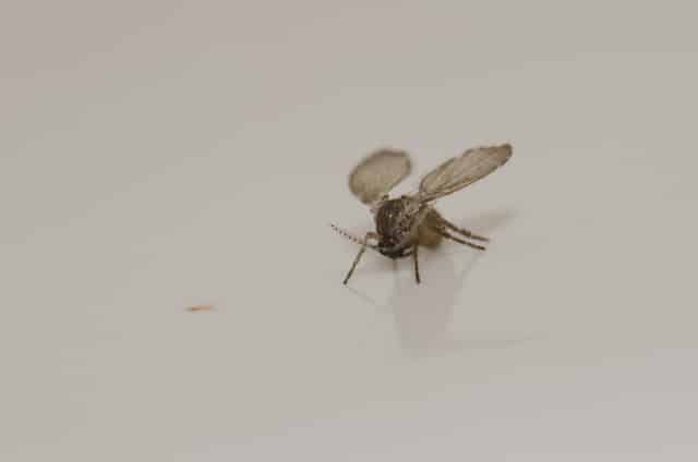 A drain fly