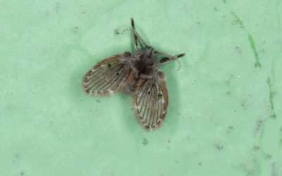 How To Get Rid Of Sewer Flies For Good
