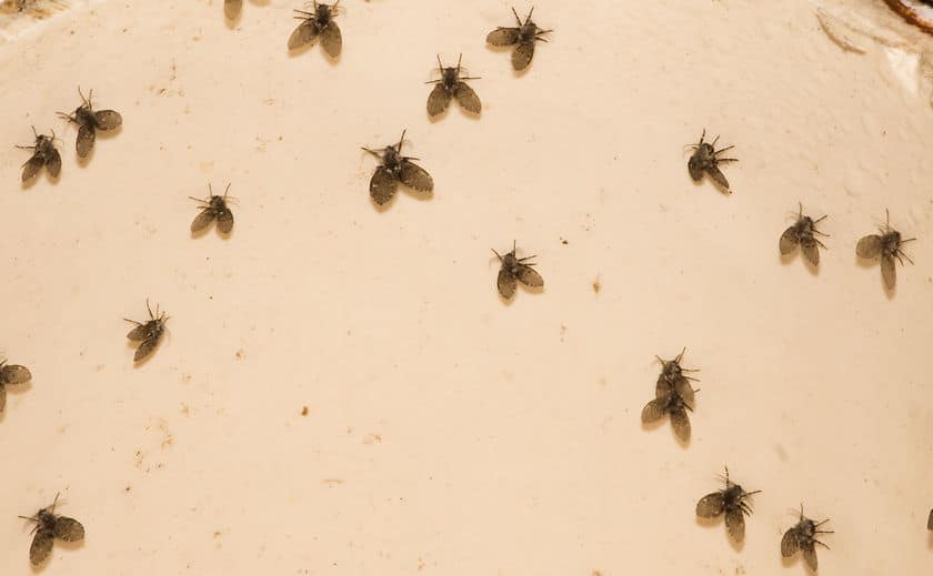 How to Get Rid of Drain Flies/Moth Flies and Prevent an Infestation