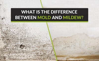 Understanding the Difference between Mold and Mildew