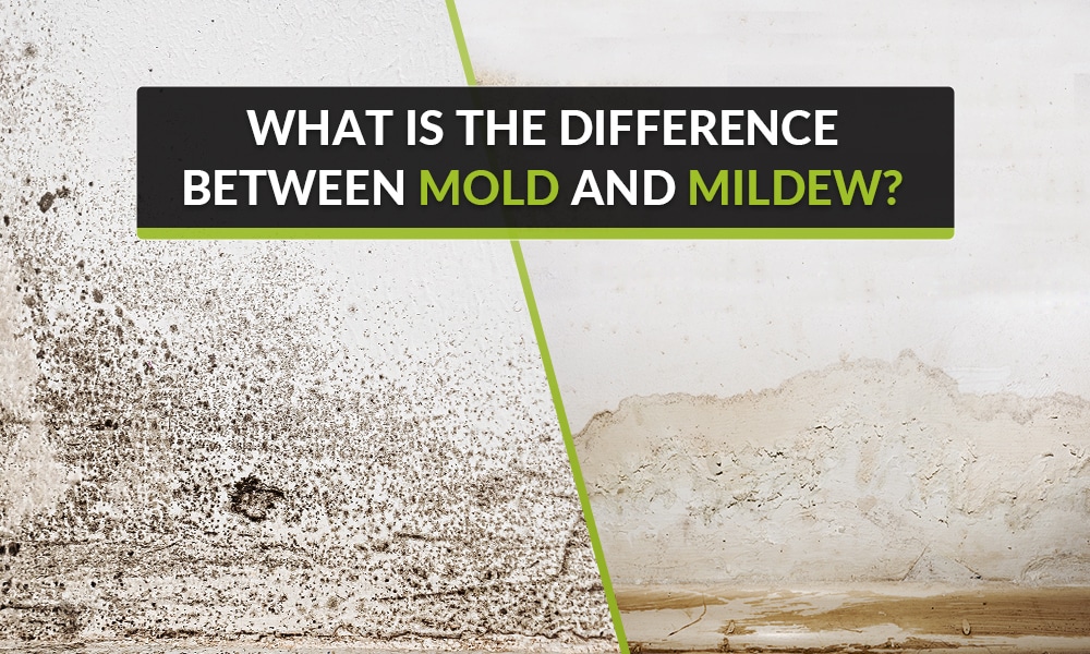 Understanding the Difference between Mold and Mildew