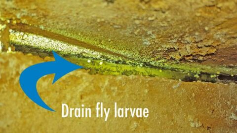 Are Drain Flies Harmful to Homeowners and Pets? - Maryland Sewer and ...