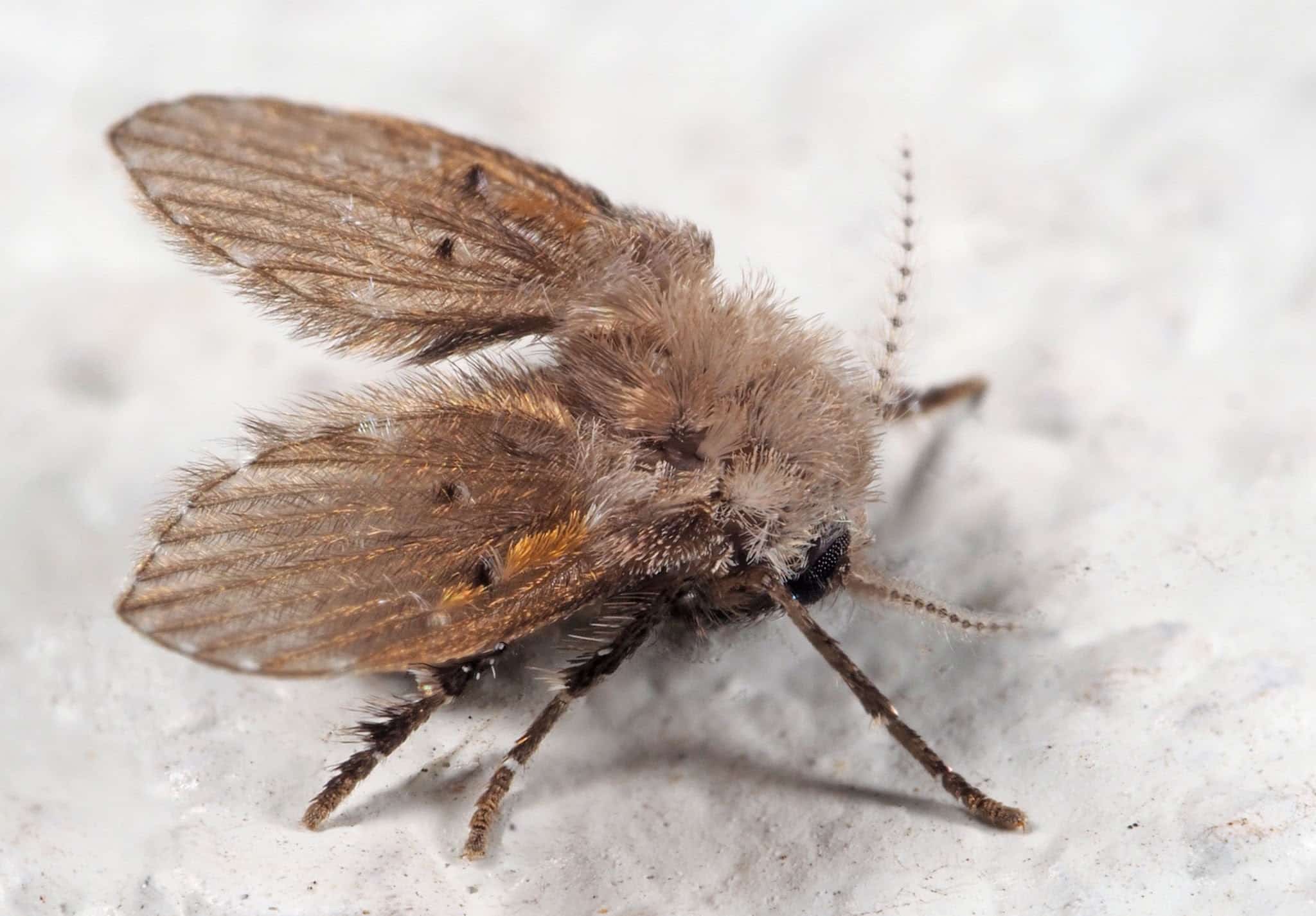 Are Drain Flies Harmful To Homeowners And Pets Maryland Sewer And Are Drain Flies Harmful To Homeowners And Pets Maryland Sewer And