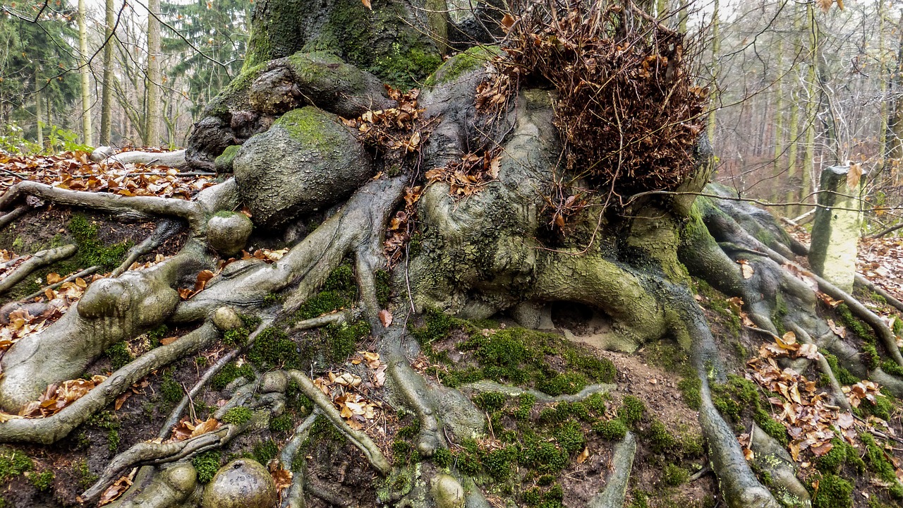 Tree Roots in Sewer Line, root, trees, green