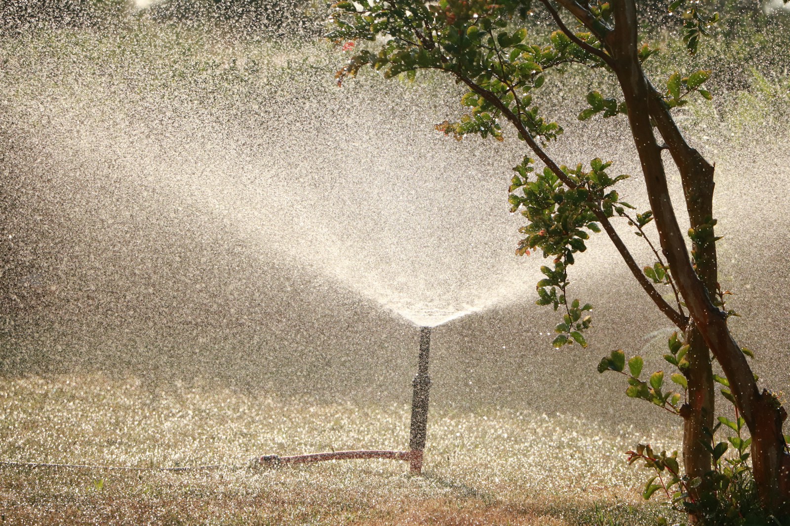 garden sprinkler beside tree plumbing issues