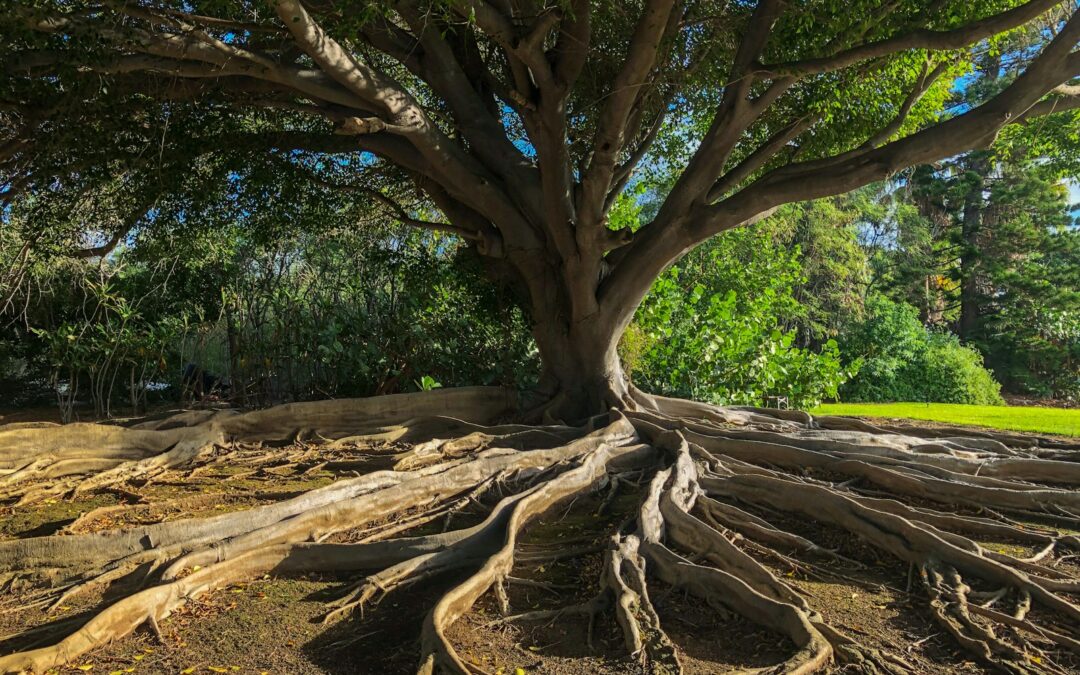 A Deep Rooted Problem You Can’t Ignore | Avoid Tree Roots in Sewer Line Issues