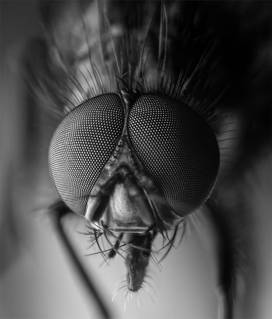 Fly close up in macro