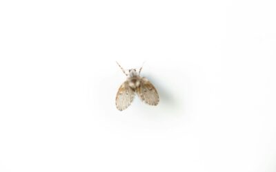 Are Drain Flies Harmful? Everything You Need to Know