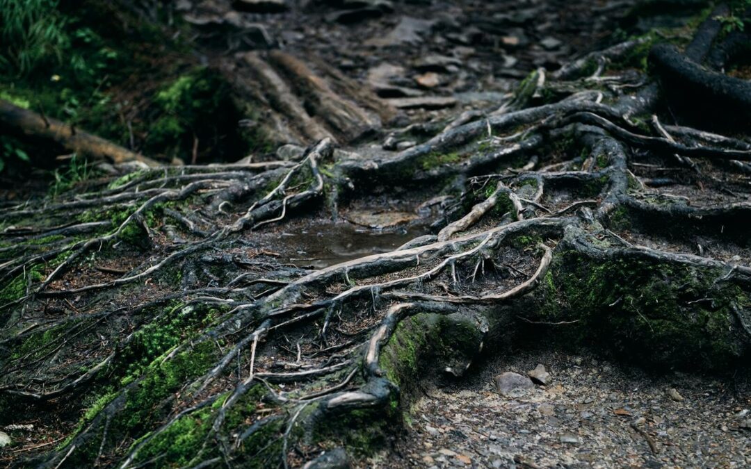 A Deep Rooted Problem You Can’t Ignore | Avoid Tree Roots in Sewer Line Issues
