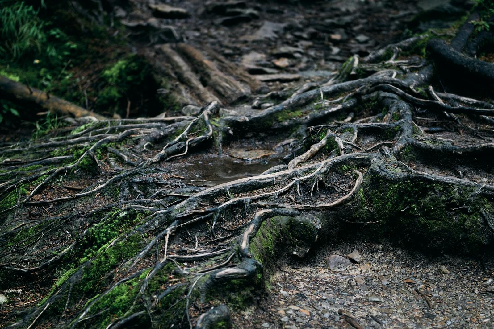 Close-up of intertwined tree roots with moss in a damp, forest environment.