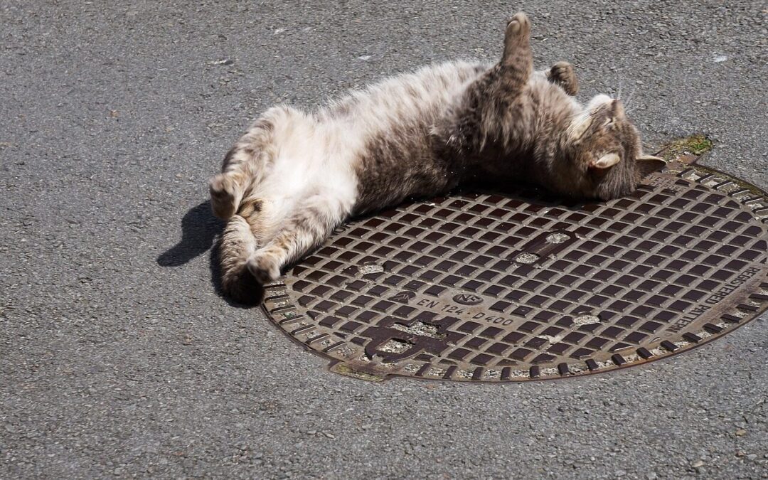 Demystifying the Plumbing Cleanout for Your Home