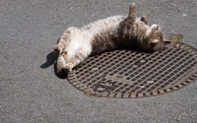 Demystifying the Plumbing Cleanout for Your Home