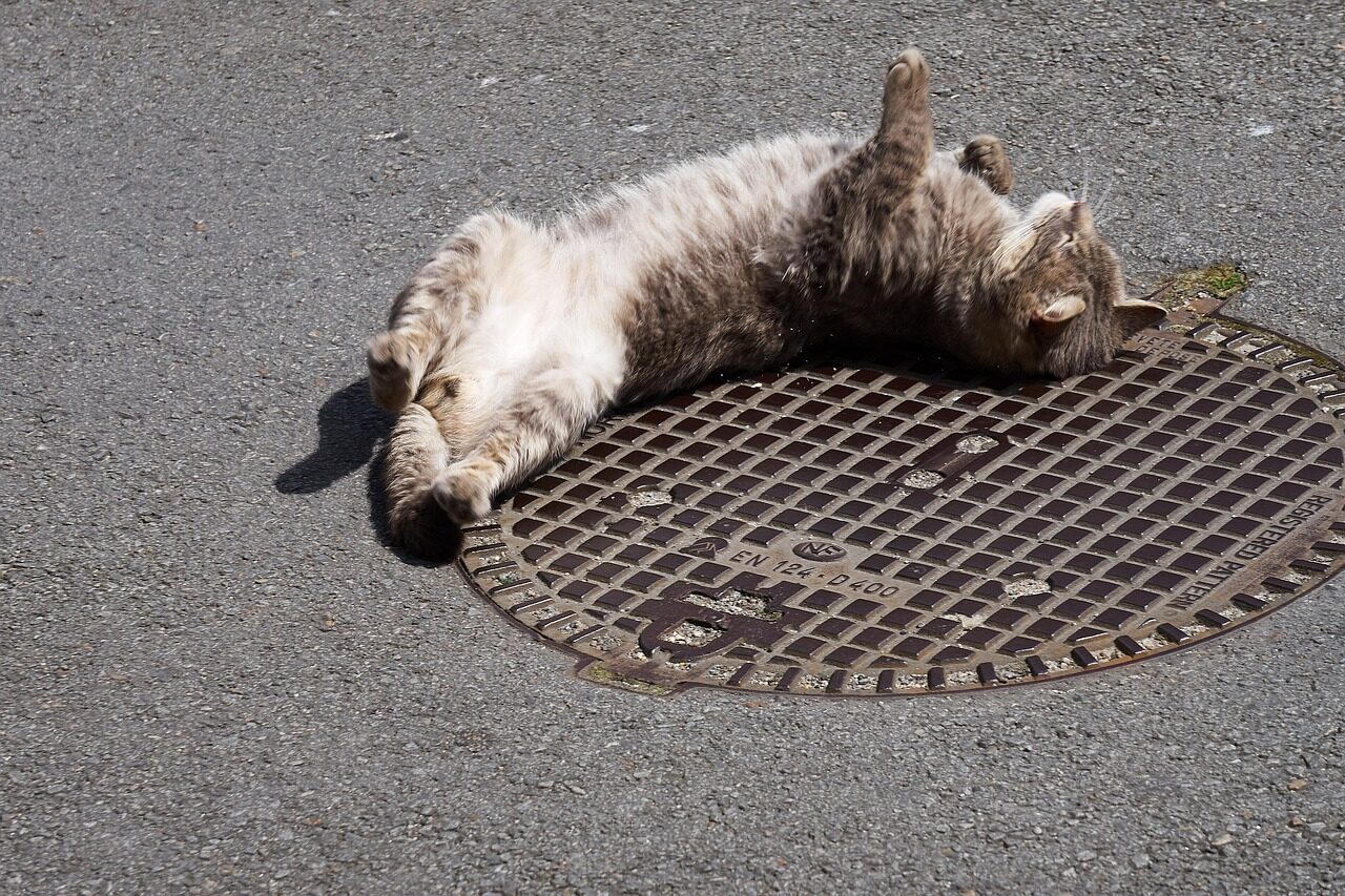 cat, feline, animal, animals, pet, candy, nature, domestic animal, long haired cat, mouth of sewer, city, coat, tiger