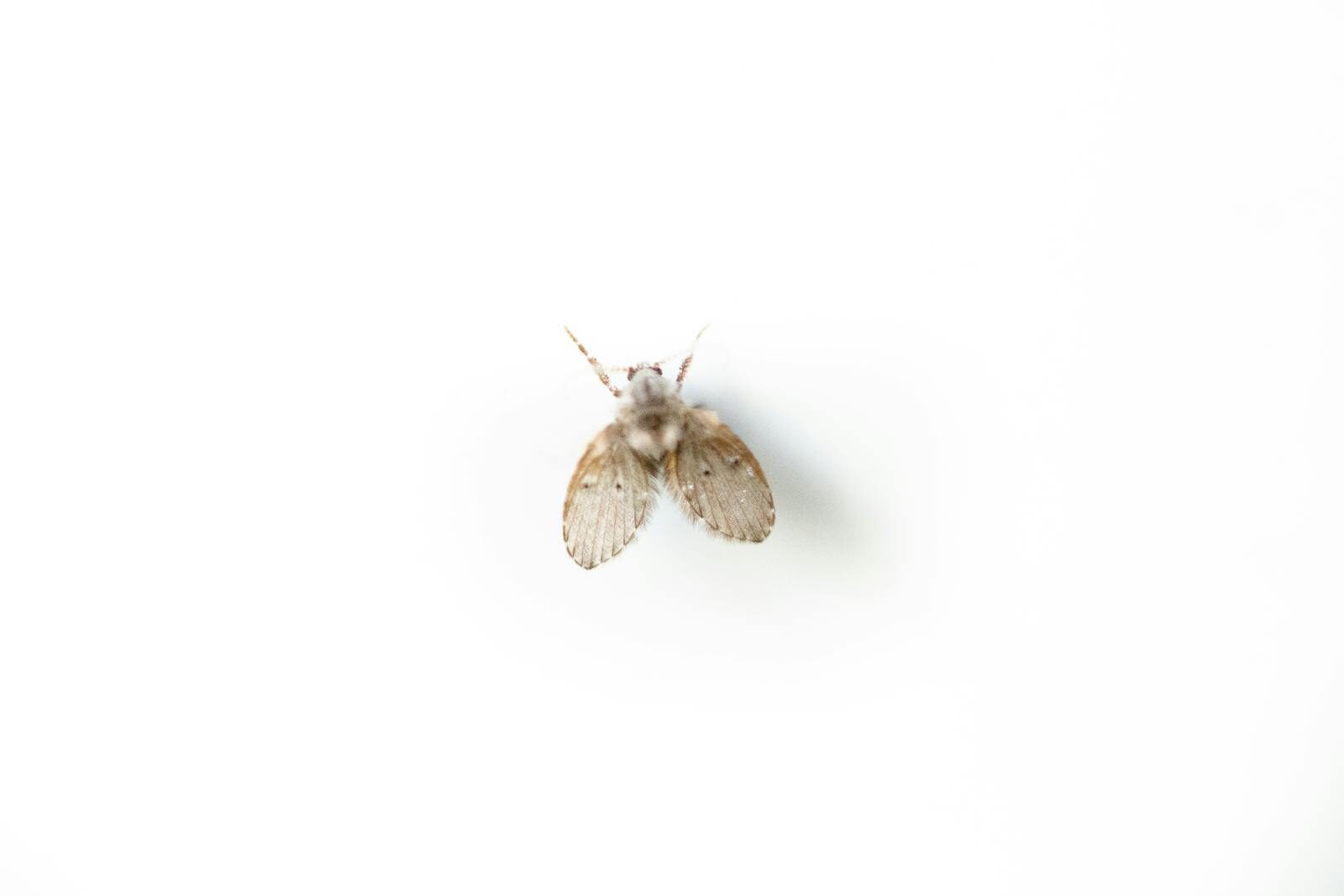Detailed macro shot of a moth fly (Psychodidae) isolated on a white background.