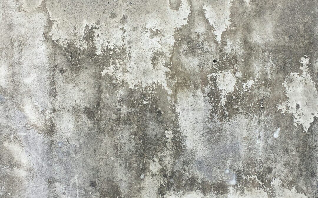 Understanding the Difference between Mold and Mildew