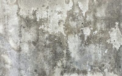 Understanding the Difference between Mold and Mildew