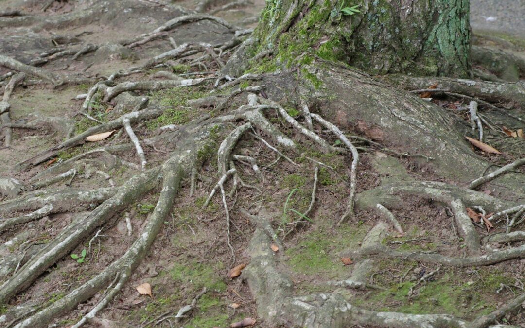 Protecting Your Plumbing | How Tree Roots in Sewer Line Can Cause Costly Damage