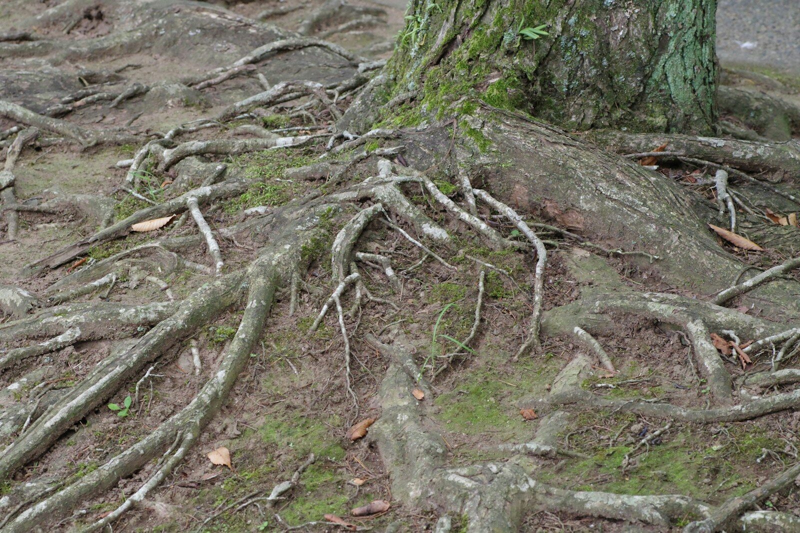 A tree that has some roots on it