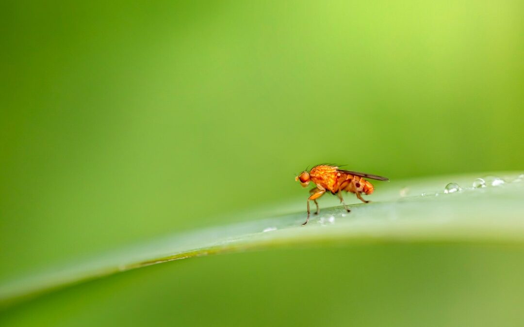 How to Get Rid of Fruit Flies: Proven Techniques for a Fruit Fly-Free Home