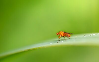 How to Get Rid of Fruit Flies: Proven Techniques for a Fruit Fly-Free Home
