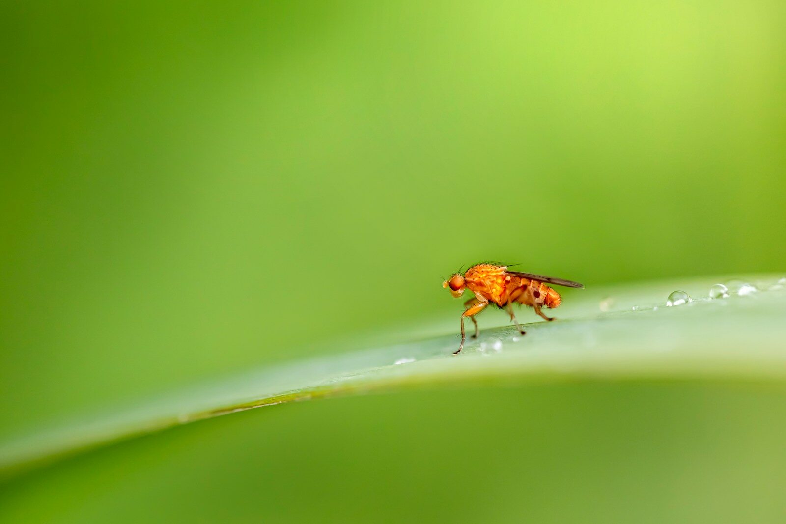 a bug on a leaf