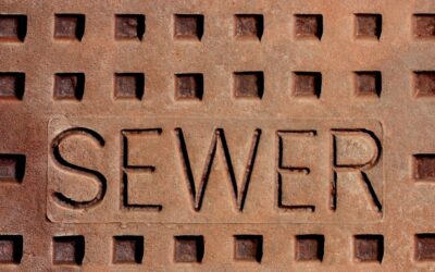 How To Get Rid Of Sewer Flies For Good