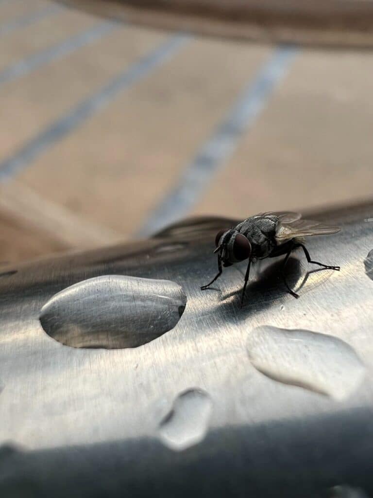a fly sitting on top of a piece of metal