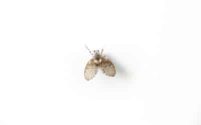 Are Drain Flies Harmful? What Maryland Homeowners Need to Know