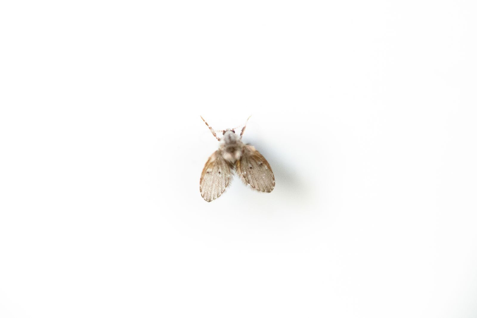Photo by Lucas Pezeta Isolated small Psychodidae with brown color and short hairy bodies and wings sitting on white background