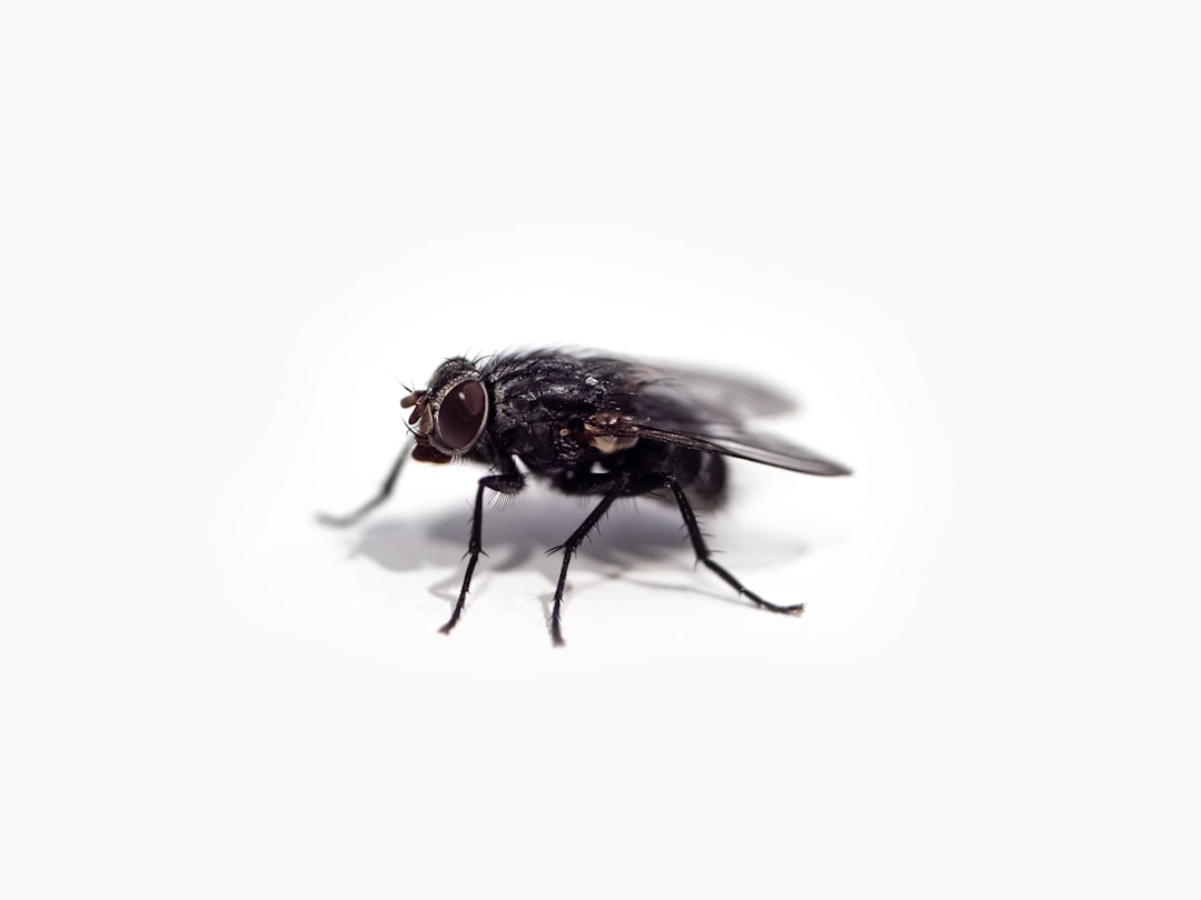 Common Signs of a Drain Fly Infestation