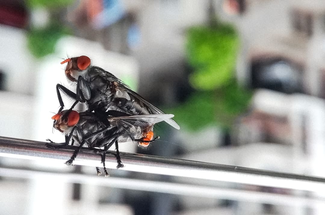 Why Do Drain Flies Appear in Your Home?